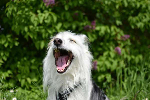 38. Collagen Challenge - "Waschlappen"-Beitrag-Bild