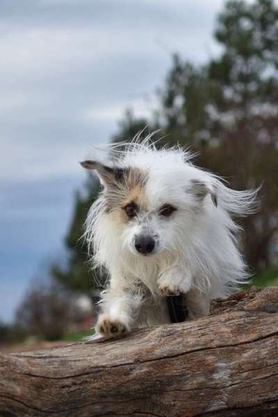 Dogorama Photo Challenge - Hunde in Action-Beitrag-Bild