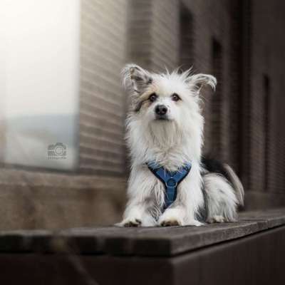 Hundetreffen-Foto Social Walk Bahnstadt-Bild