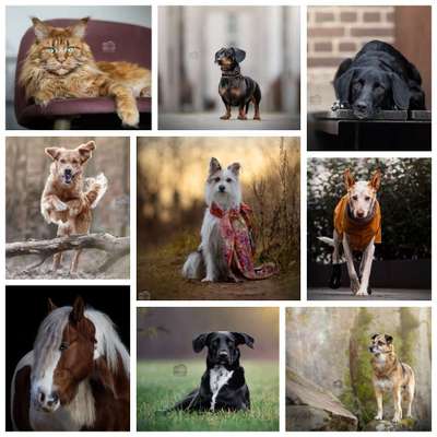 Titelbild Gruppe Tiermodels