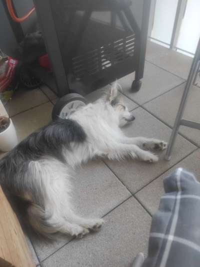 18. Impulskontrollen Challenge - Ding Dong-Beitrag-Bild