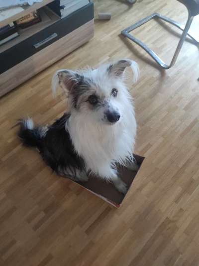 Trick-Challenge Nr.26 Quetschen-Beitrag-Bild