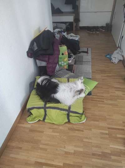 TierschutzhundeStammtisch🐕-Beitrag-Bild