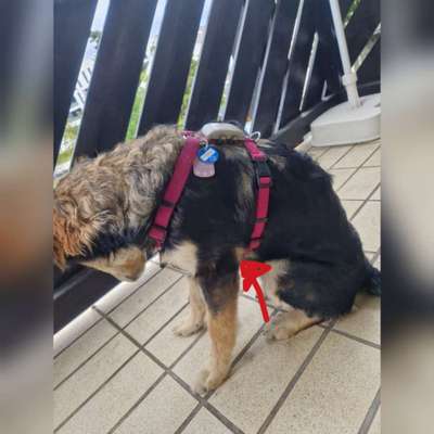 Wann legt ihr das Geschirr an?-Beitrag-Bild