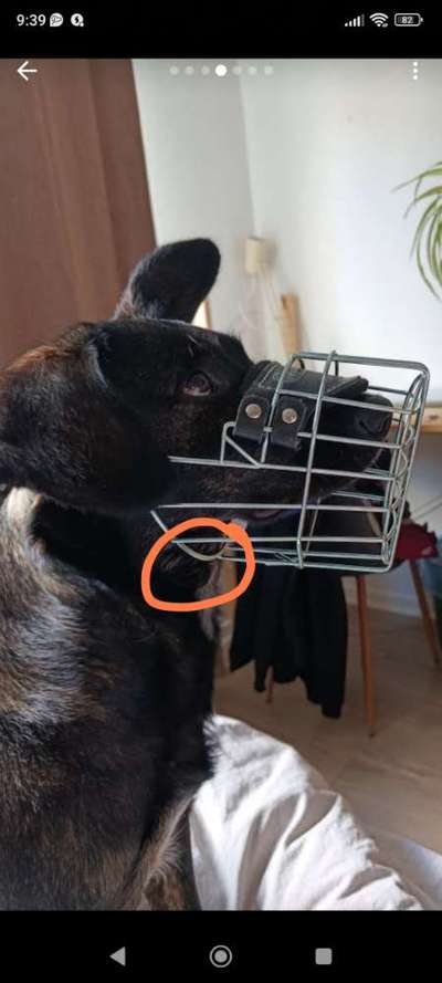 Wie sitzt mein Maulkorb / Maulkorb-Beratung-Beitrag-Bild