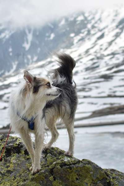 TierschutzhundeStammtisch🐕-Beitrag-Bild