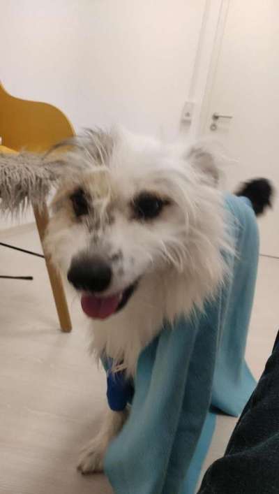 TierschutzhundeStammtisch🐕-Beitrag-Bild