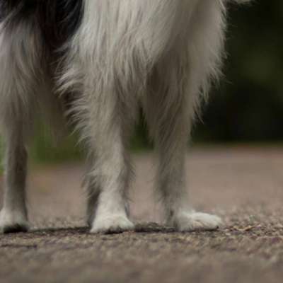 Krallen schneiden-Beitrag-Bild