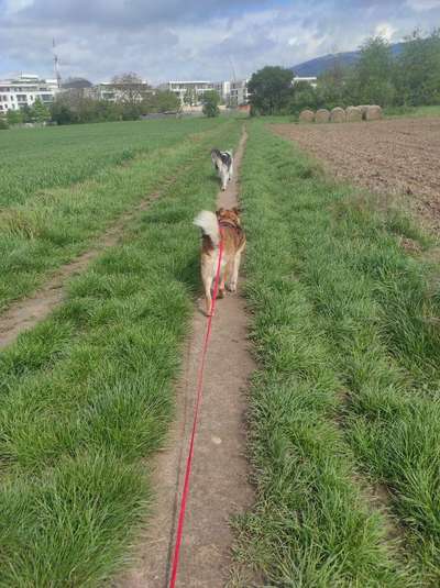 TierschutzhundeStammtisch🐕-Beitrag-Bild
