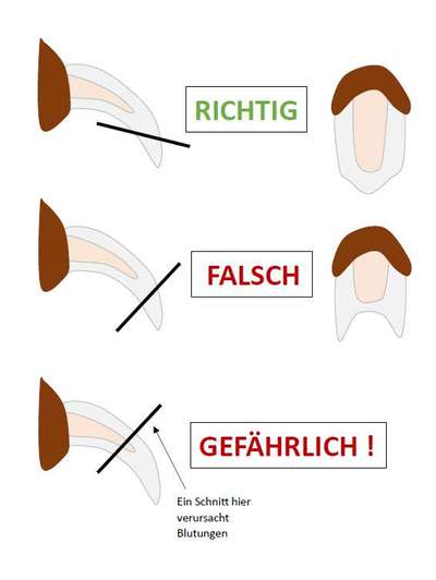 Dunkle Krallen schneiden-Beitrag-Bild
