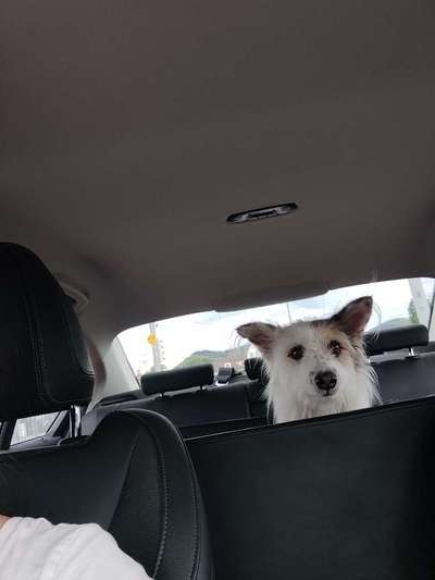 TierschutzhundeStammtisch🐕-Beitrag-Bild