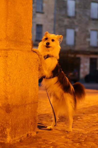 TierschutzhundeStammtisch🐕-Beitrag-Bild