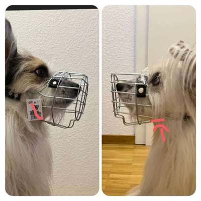 Wie sitzt mein Maulkorb / Maulkorb-Beratung-Beitrag-Bild