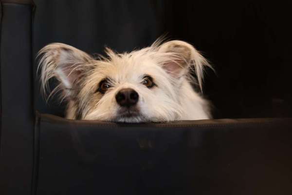 TierschutzhundeStammtisch🐕-Beitrag-Bild