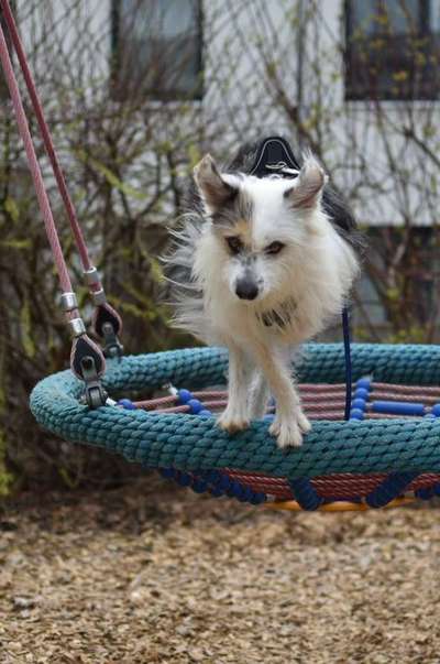 139. Fotochallenge - HUNDEKNOTEN-Beitrag-Bild