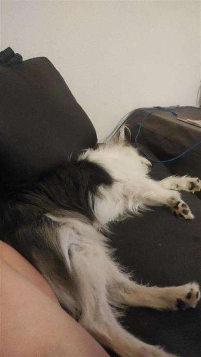 TierschutzhundeStammtisch🐕-Beitrag-Bild