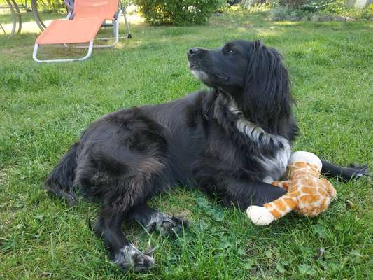 TierschutzhundeStammtisch🐕-Beitrag-Bild