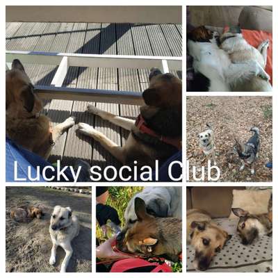 TierschutzhundeStammtisch🐕-Beitrag-Bild