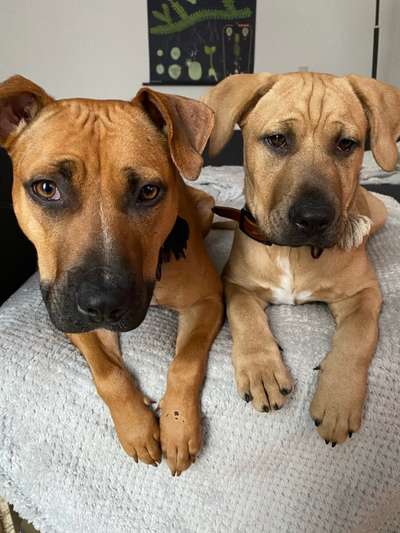 Mehrere Hunde zuhause !-Beitrag-Bild