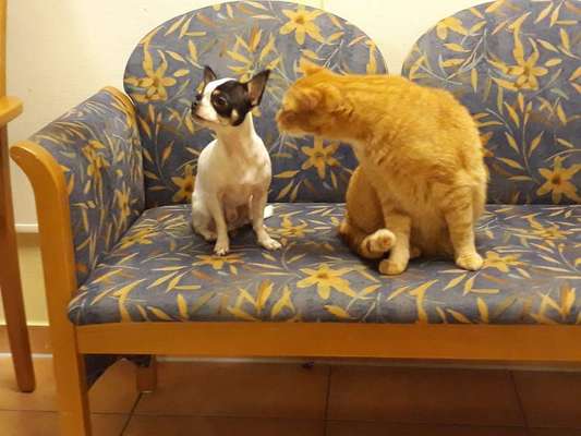 Lieblingsbild von euren Hunden?-Beitrag-Bild