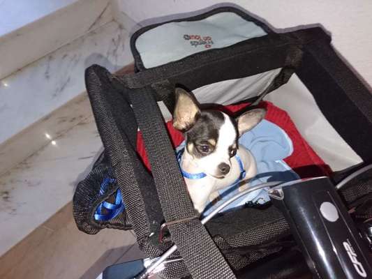 Radfahren mit Hund-Beitrag-Bild