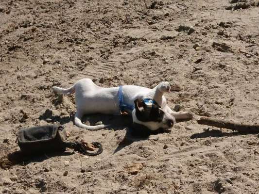 Die Dogorama Kalender Challenge 4/4-Beitrag-Bild