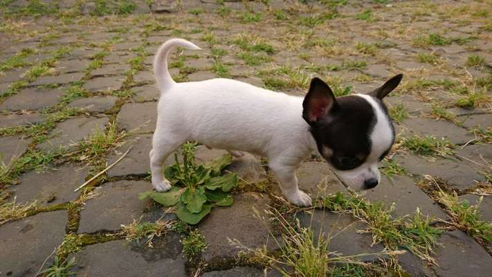 Welpen Bilder !-Beitrag-Bild