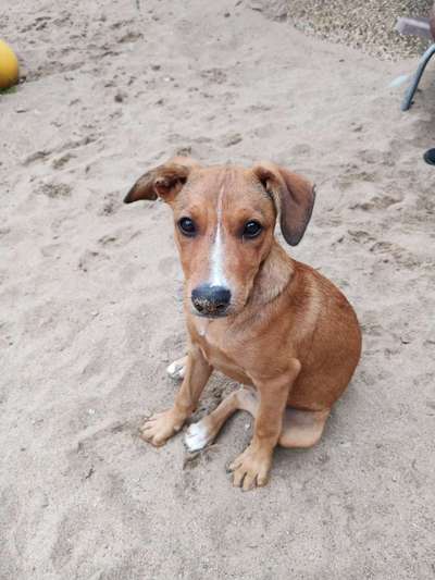 Welpen Bilder !-Beitrag-Bild