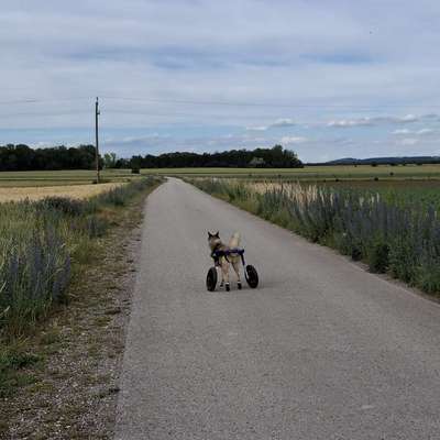 Hundetreffen-Austausch, Spiel- & Spaziergeh-Treffen mit Rolli Hund-Bild