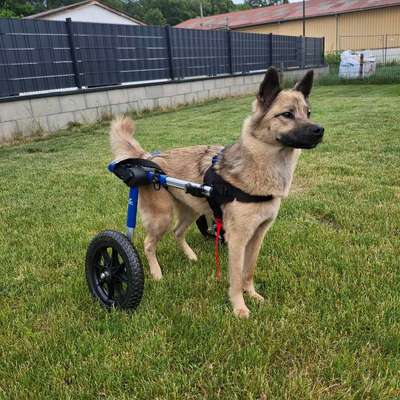 Gelähmter Hund, ein Leben mit Rolli-Beitrag-Bild