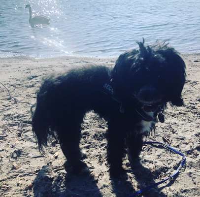 Dogorama Photo Challenge - Der Frühling kommt-Beitrag-Bild