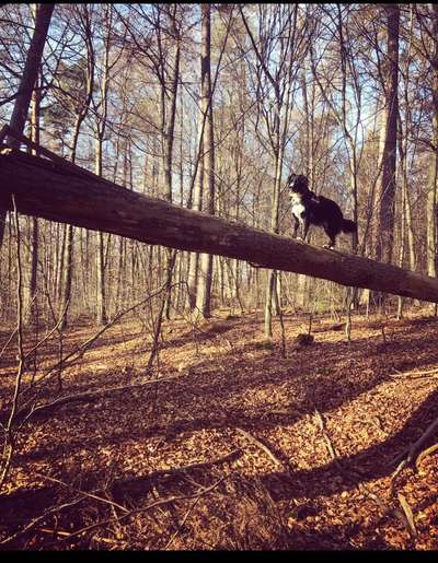 Wald Bild-Beitrag-Bild
