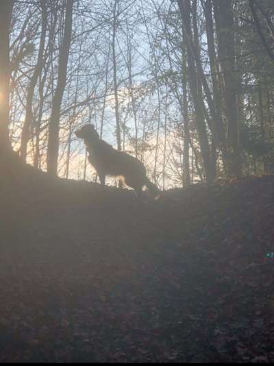 Dogorama Photo Challenge - Der Frühling kommt-Beitrag-Bild