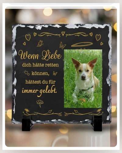 Unsere Fellnasen im Regenbogenland-Beitrag-Bild