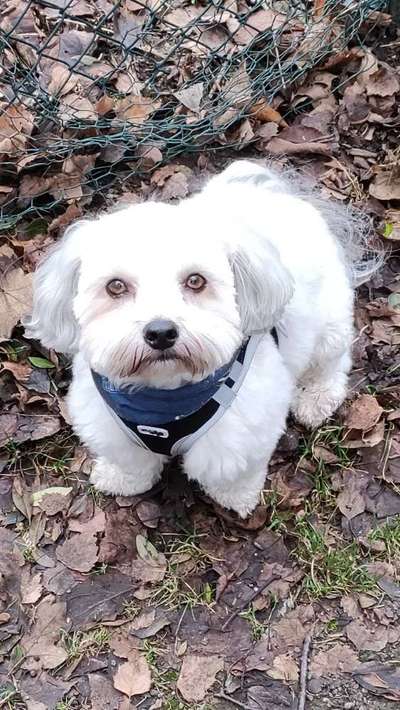 bolonka zwetna 😁-Beitrag-Bild