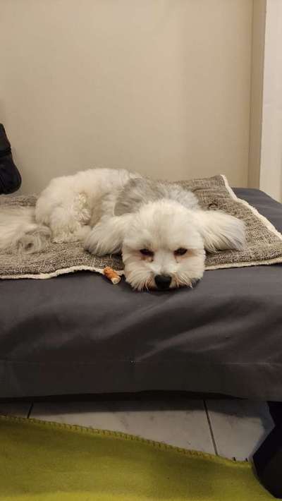 bolonka zwetna 😁-Beitrag-Bild