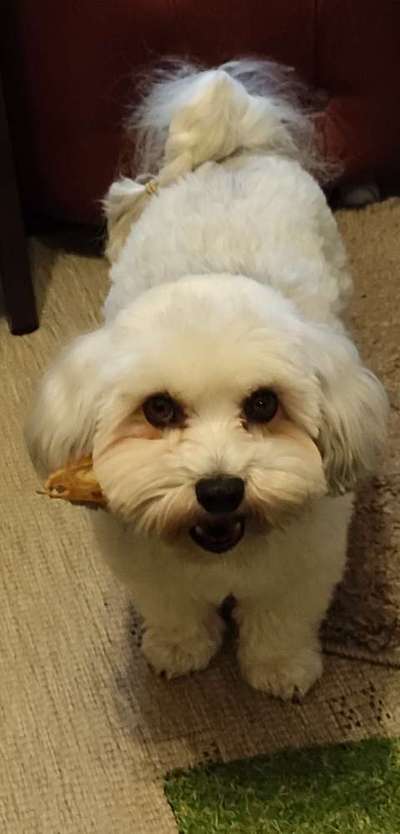 Schäferhund-Beitrag-Bild