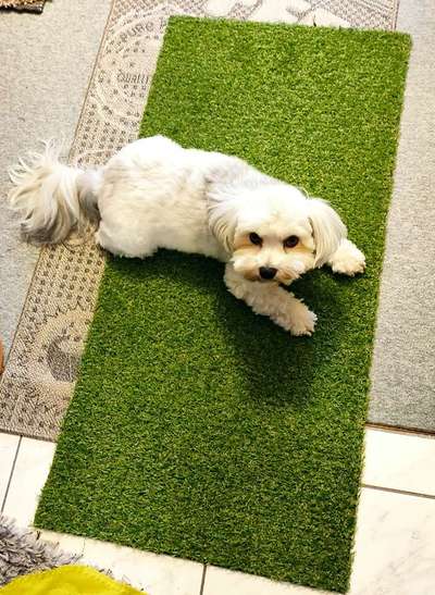 bolonka zwetna 😁-Beitrag-Bild