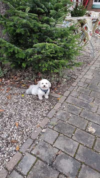 bolonka zwetna 😁-Beitrag-Bild