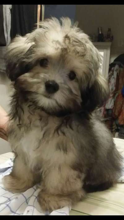 bolonka zwetna 😁-Beitrag-Bild