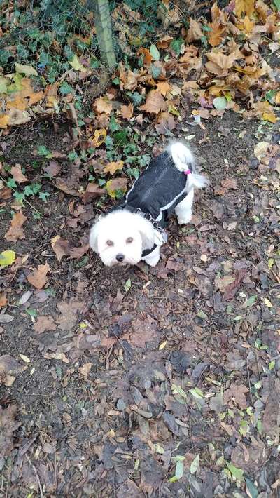 bolonka zwetna 😁-Beitrag-Bild