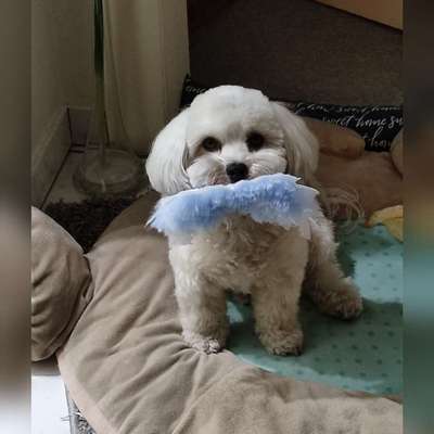 Dogorama Photo Challenge - Apportieren-Beitrag-Bild