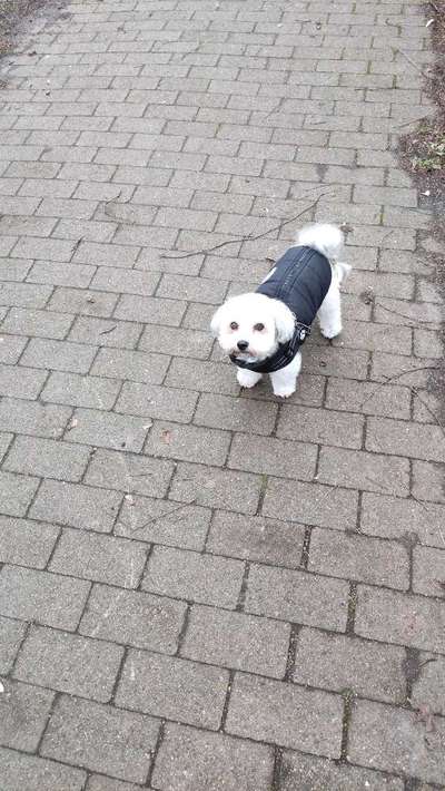 Schäferhund-Beitrag-Bild