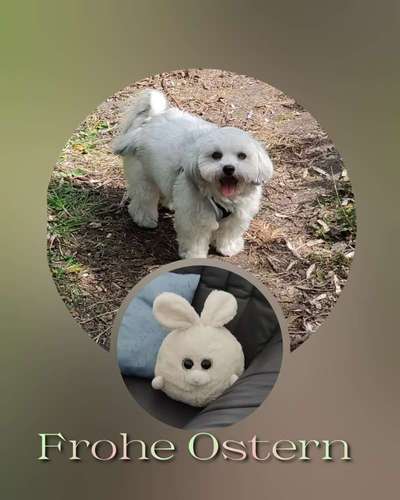 bolonka zwetna 😁-Beitrag-Bild