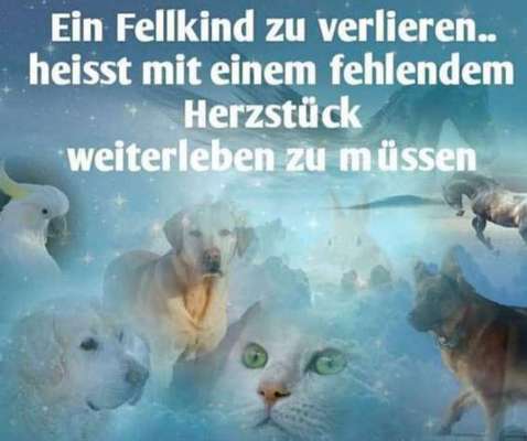 Unsere Fellnasen im Regenbogenland-Beitrag-Bild