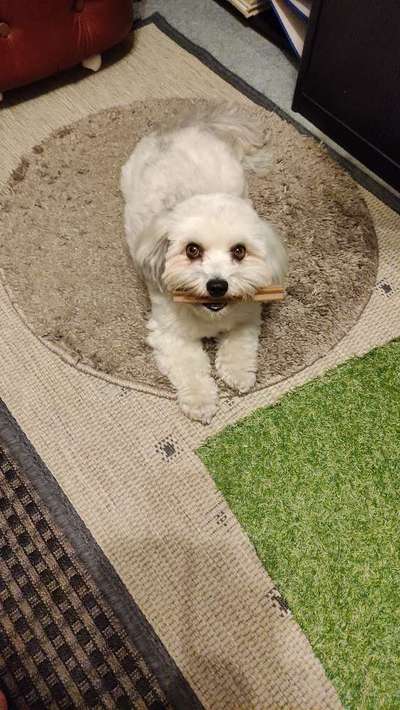 bolonka zwetna 😁-Beitrag-Bild