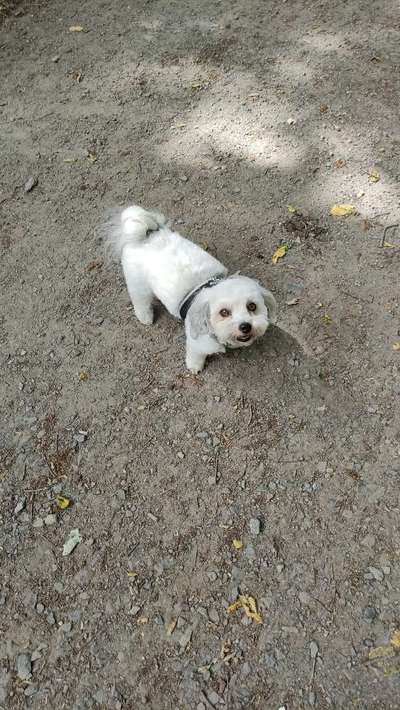 bolonka zwetna 😁-Beitrag-Bild