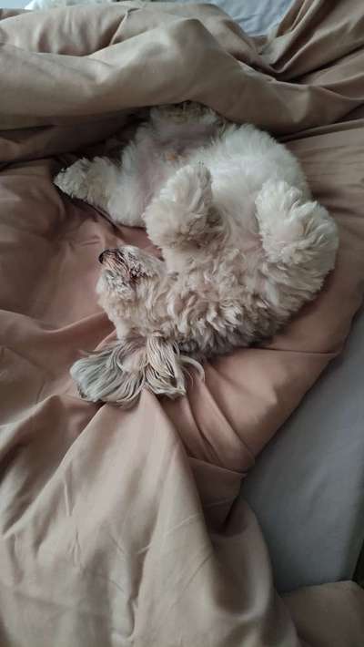 Darf der Hund bei Euch im Bett schlafen?-Beitrag-Bild