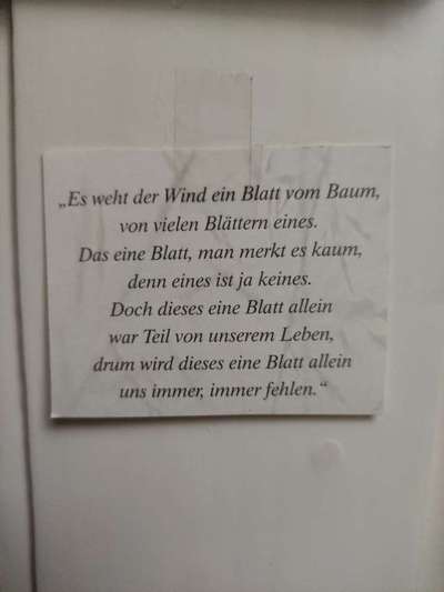 Unsere Fellnasen im Regenbogenland-Beitrag-Bild