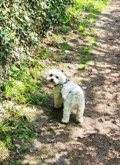 bolonka zwetna 😁-Beitrag-Bild